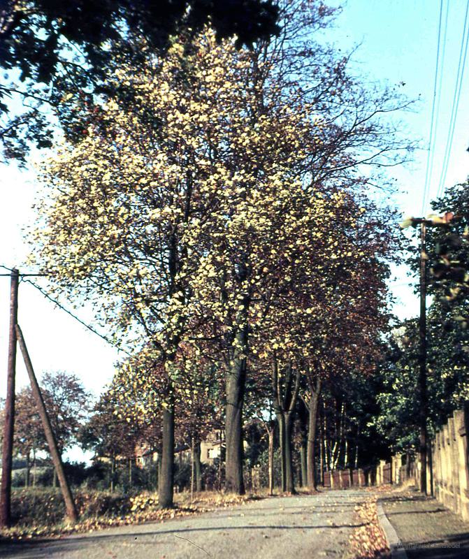 Eibenberger Straße in Einsiedel in den 1950er-Jahren