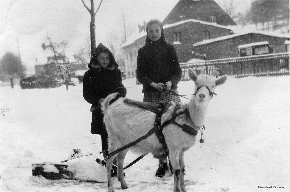 Ziegenbock Hansi mit Zuggeschirr und Schneepflug, Einsiedel, um 1949